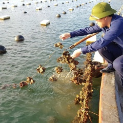 Kiểm soát chặt chẽ nguồn giống nhuyễn thể