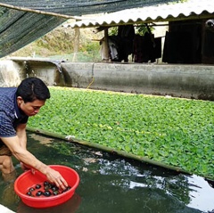 Kỹ thuật nuôi ốc nhồi thương phẩm