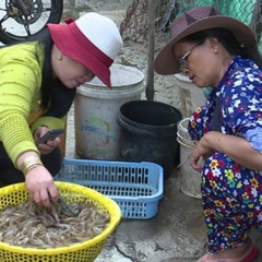 Phú Yên: Ngư dân trúng đậm tôm đất