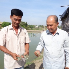 Long An: Dịch bệnh hoành hành, hàng trăm ha ao tôm thiệt hại khi giá tôm lăm le lập đỉnh