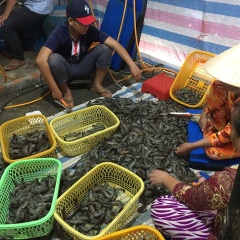 Phát hiện gần 80kg tôm tươi được bơm tạp chất ở Kiên Giang