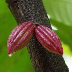 Chống stress sốc nhiệt cho tôm bằng pectin từ vỏ quả cacao