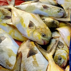 Ngư dân trúng mẻ cá chim vây vàng 600 triệu đồng