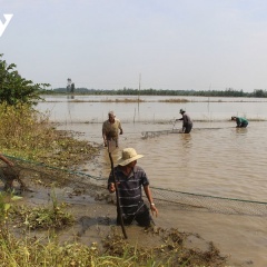 Mất mùa được giá, người dân nuôi cá ruộng vẫn thu nhập cao