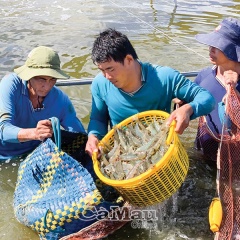 Đề tài nuôi tôm, nuôi cua, nuôi sò huyết đạt hiệu quả thực tế