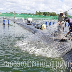 Sóc Trăng thắng lớn vụ tôm nuôi nước lợ năm 2020