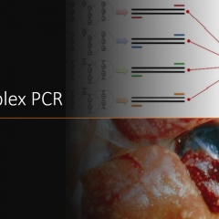 Multiplex PCR: Phát hiện nhanh, chính xác bệnh gan thận mủ