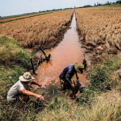 Bến Tre: Xâm nhập mặn dự báo tiếp tục vào sâu hơn 60km