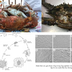 Ký sinh trùng Hematodinium trên các loài giáp xác