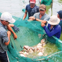 Đa dạng nuôi trồng các loại thủy sản có giá trị kinh tế cao