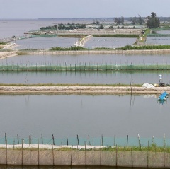 Quan trắc các vùng chuyên nuôi thâm canh