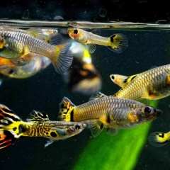Tác động gây đột biến ở cá bảy màu