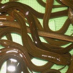 Trại lươn giống công nghệ cao giữa lòng thành phố