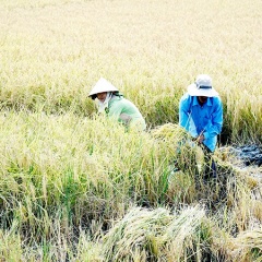 Lúa thơm - tôm sạch ở Sóc Trăng