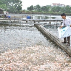 Phát triển thủy sản theo hướng thâm canh