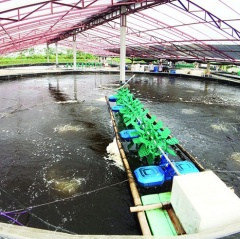 Xây dựng các mô hình nuôi trồng thủy sản thích ứng với biến đổi khí hậu