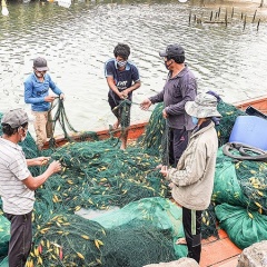 Chú trọng đào tạo nghề cho ngư dân