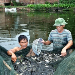 Phát triển vùng chuyên canh giống cho ngành nuôi trồng thuỷ sản