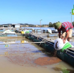 Nhiều hộ nuôi cá lồng ở sông Krông Nô chưa được cấp phép