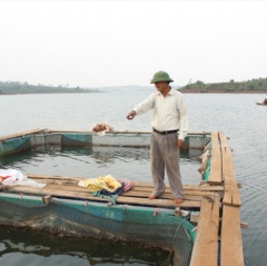 Nuôi cá lồng trong hồ thủy lợi, thủy điện: Nhiều triển vọng