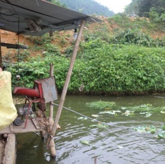 Nghề nuôi cá ở Pác Thiên