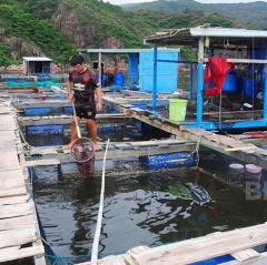 Quản lý rác thải vùng nuôi thủy sản bằng lồng bè: Người nuôi nâng cao nhận thức