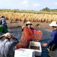 ĐBSCL cấp tốc ứng phó với hạn, mặn