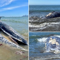 Cá voi liên tiếp chết dạt vào vịnh San Francisco