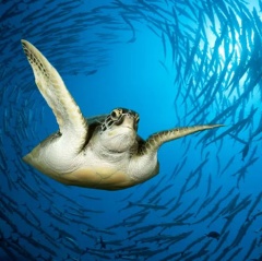 Giới khoa học bối rối khi phát hiện rùa biển bơi theo vòng tròn