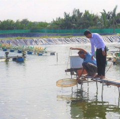 Chủ động phòng, chống dịch bệnh trên tôm