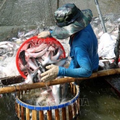 Giá cá tra nguyên liệu tăng