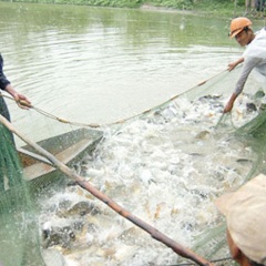 Cơ cấu lại nuôi trồng thủy sản theo hướng tập trung