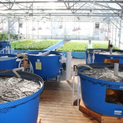 Tính khả thi về tài chính khi kinh doanh mô hình Aquaponics