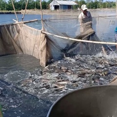 Treo ao vì giá cá lóc giảm nhưng vẫn phải "phóng lao theo lao"