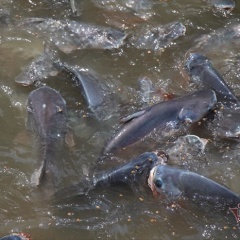 Chi trăm triệu nuôi đàn cá "hoang" dưới sông