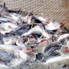 Pepsin cải thiện tốc độ tăng trưởng và chất lượng nước ao nuôi cá tra