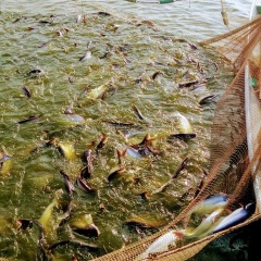 Ngành thủy sản đưa chứng nhận bền vững vào quy củ