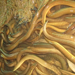 Thành công với mô hình nuôi lươn không bùn