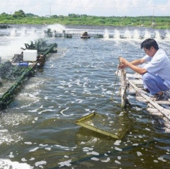 Khung lịch mùa vụ thả giống tôm nước lợ tại Tp.HCM