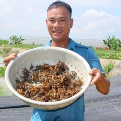 Thu bộn tiền nhờ thả cua trên ruộng lúa lớn