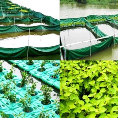 Aquaponics vòng hở: Nuôi rô phi, trồng diếp cá