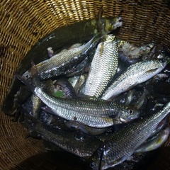 "Cá mát" món ăn đặc sản nơi thượng nguồn sông Gianh