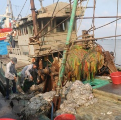 Bà Rịa-Vũng Tàu có 8 cảng cá đủ hệ thống xác nhận nguồn gốc thủy sản