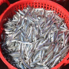 Trúng mùa cá cơm, ngư dân Phan Thiết tăng thu nhập
