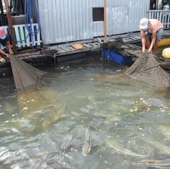 Dịch COVID-19: Hàng trăm tấn cá lồng bè không tiêu thụ được