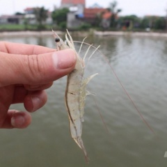 "Tôm sạch" lãi hơn nửa tỷ đồng mỗi năm, không lo đầu ra