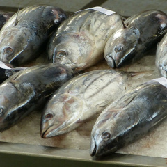 Xuất khẩu cá ngừ tăng cao tại hàng loạt thị trường
