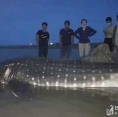 Phát hiện cá lạ nặng hơn 1 tấn dạt vào bờ biển Diễn Châu