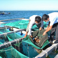 Lần đầu tiên nuôi thành công nhum sọ ở đảo Lý Sơn