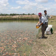 EU và Chính phủ Campuchia hợp tác đầu tư nuôi trồng thủy sản